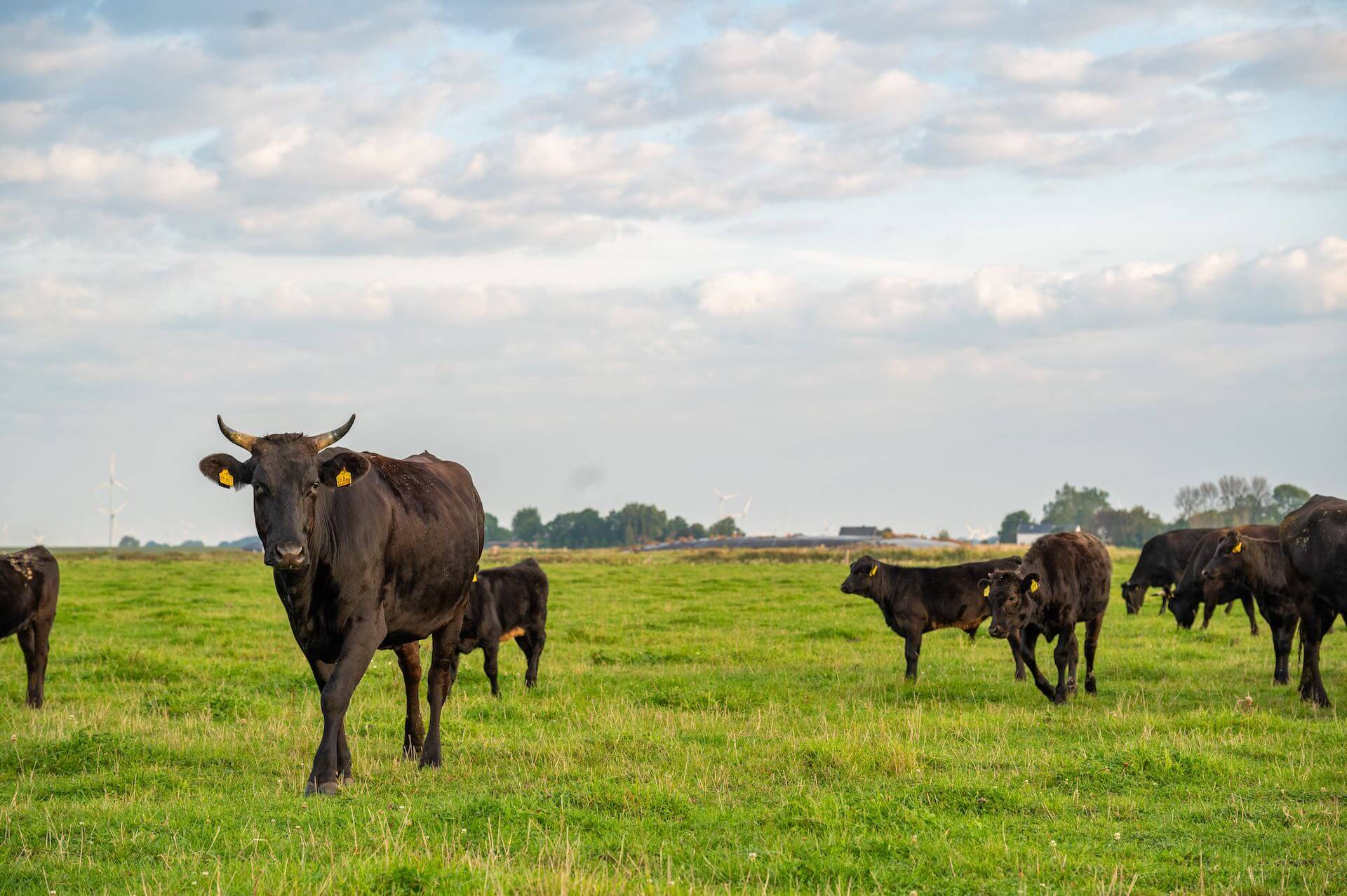 Wagyu Guldholm Bio aus Ueberzeugung